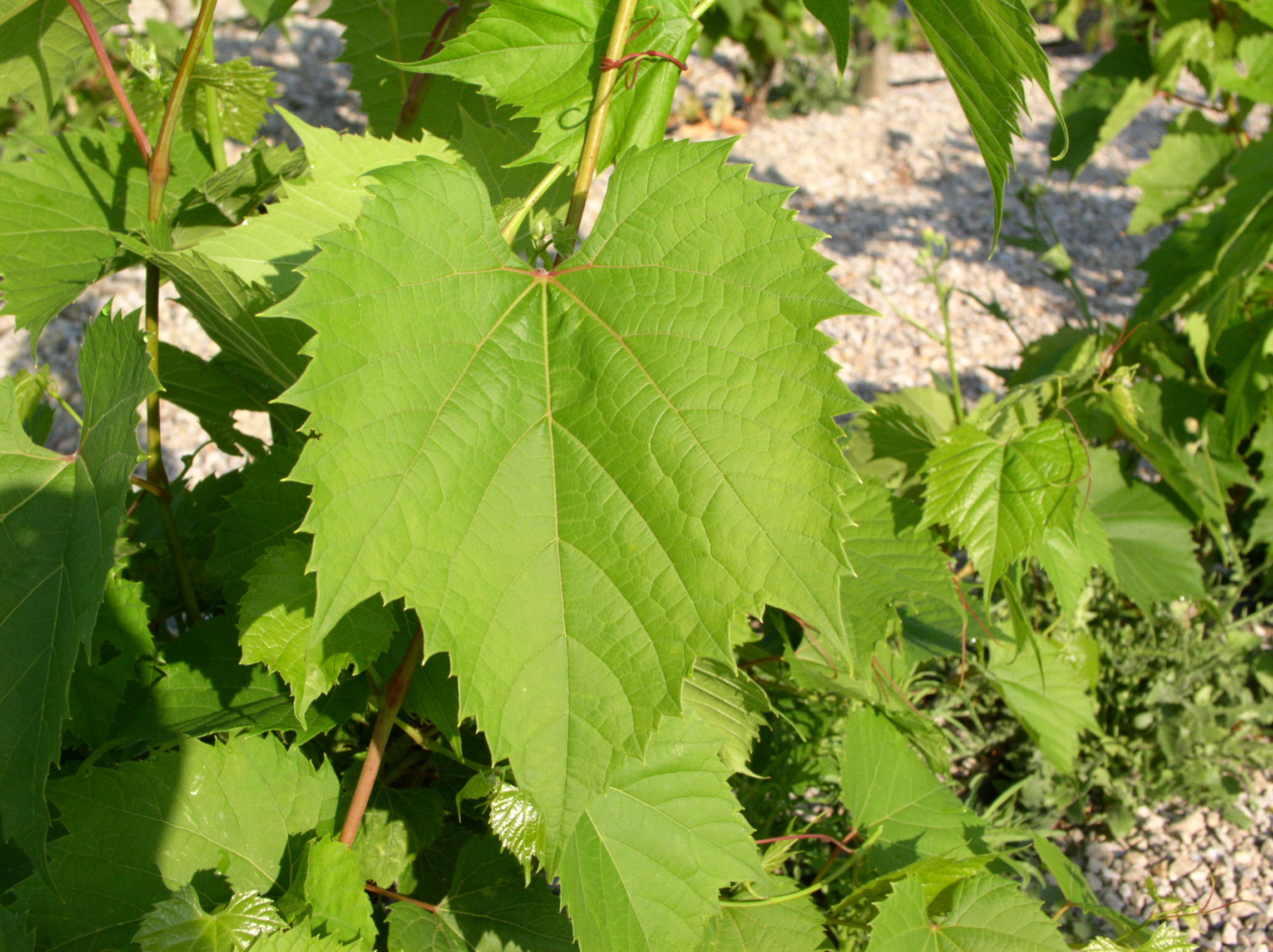 Riparia Gloire de Montpellier