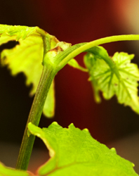 Oenological potential of indigenous Greek grape varieties and their clones