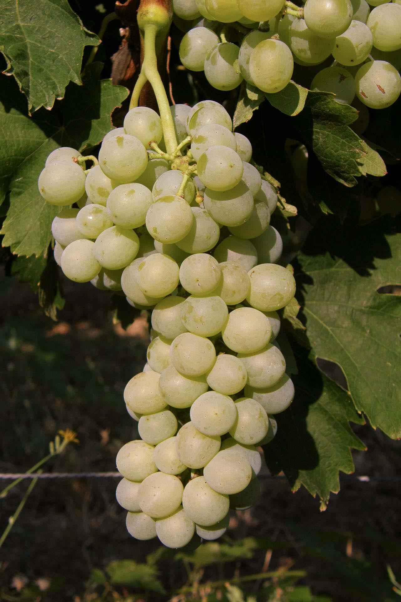 Assyrtiko B