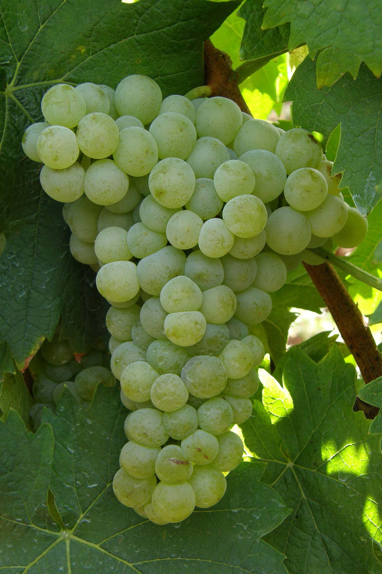 Muscat of Samos B -  Muscat with small white seeds B