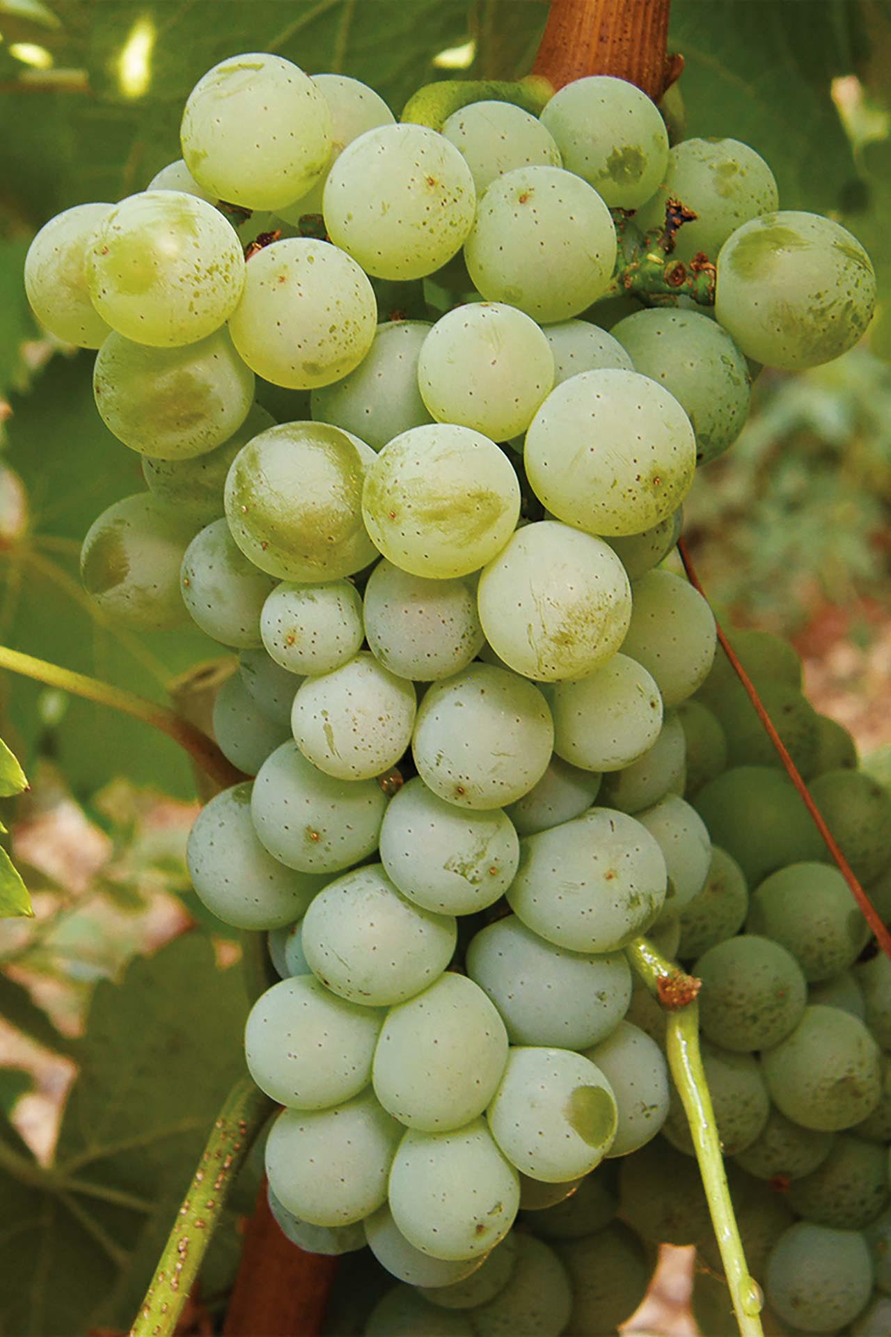 Sauvignon B