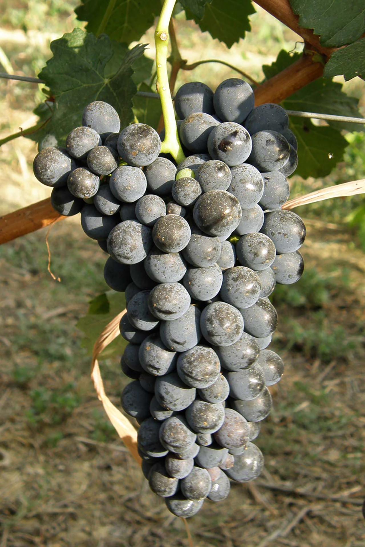 Barbera N