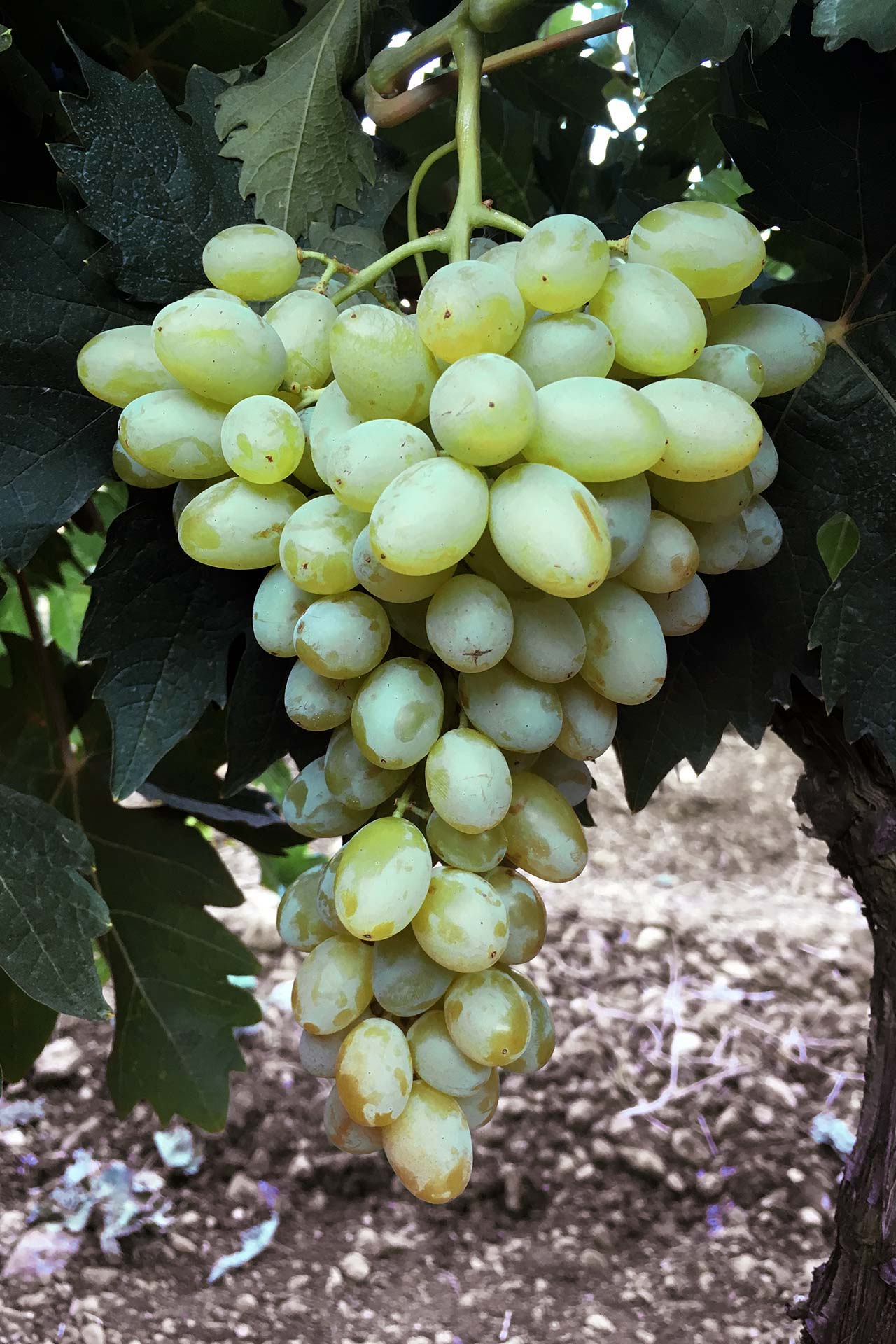 Centennial Seedless B