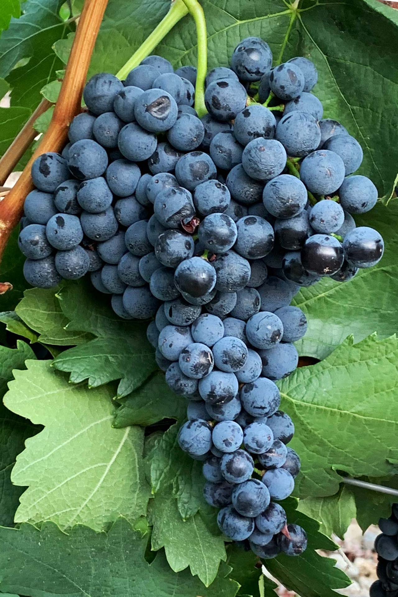 Tempranillo N