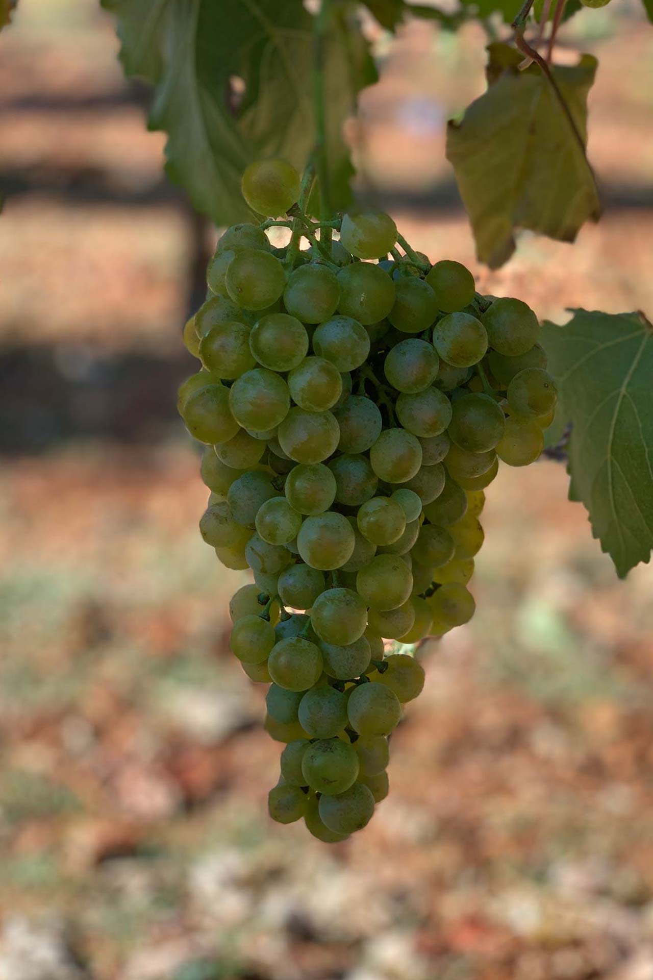 Malvasia Istriana B